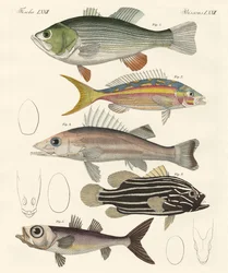 Hermosos peces