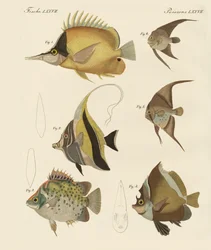 Hermosos peces