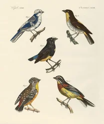 Aves extranjeras hermosas