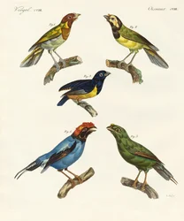 Aves extranjeras hermosas