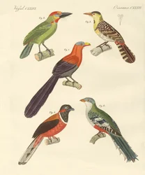 Aves extranjeras hermosas