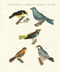 Aves extranjeras hermosas
