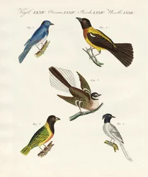 Hermosas aves extranjeras