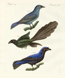 Aves extranjeras hermosas