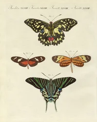 Hermosas mariposas extranjeras
