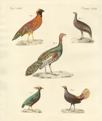 Hermosas aves parecidas a gallinas