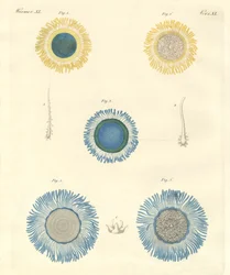 Hermosas medusas