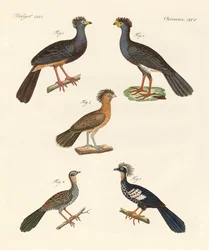 Hermosas aves nuevas