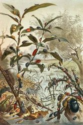 Escarabajos durante una inundación, lámina de "Brehms Tierleben: Allgemeine Kunde des Tierreichs", vol.9, p.33, publicado por Bibliographisches Institut