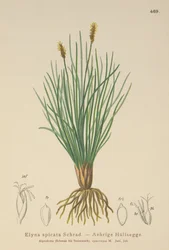Juncia de Pantano de Bellardi (Kobresia myosuroides, Elyna myosuroides, Kobresia bellardii, Elyna bellardii, Elyna scirpina, Elyna spicata)