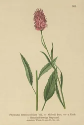 Rampion de hojas de betónica (Phyteuma betonicaefolium)