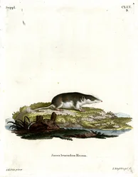 Musaraña bicolor