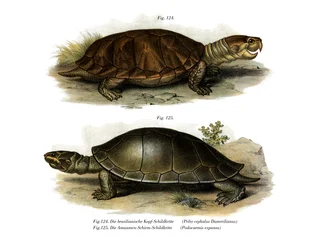 Tortuga del Amazonas de cabeza grande