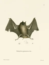 Murciélago Grande de Espalda Desnuda