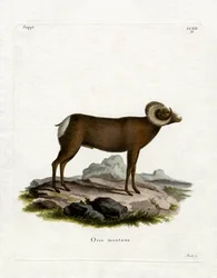 Carnero de las Rocosas