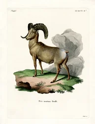 Carnero de las Rocosas