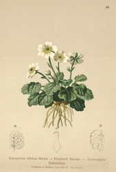 Botón de oro bilobo (Ranunculus bilobus, Ranunculus Bertolonii)