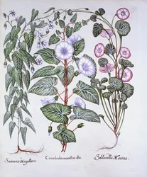 Correhuela, Apocynum y Correhuela Marina, de Hortus Eystettensis, por Basil Besler, pub. 1613