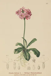 Primavera de ojo de pájaro (Primula farinosa)