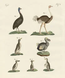Aves