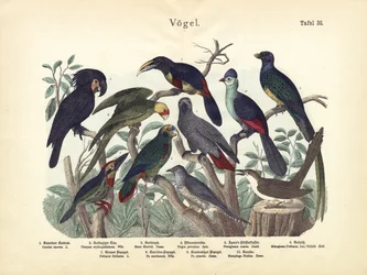 Aves, c.1860