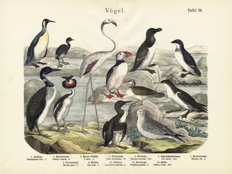 Aves, c.1860