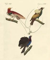 Aves del paraíso