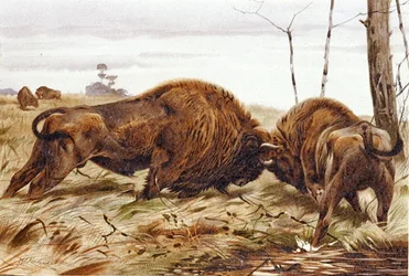 Bisonte, lámina de "Brehms Tierleben: Allgemeine Kunde des Tierreichs", vol. 3, p. 260, publicado por Bibliographisches Institut
