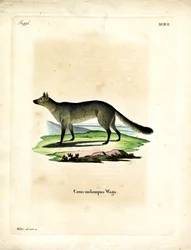 Chacal de Espalda Negra