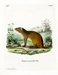 Agutí de Rabadilla Negra