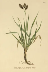 Juncia Alpina Negra (Carex atrata)