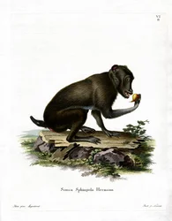 Babuino negro