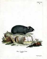 Hámster negro