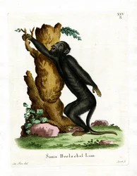Mono aullador negro