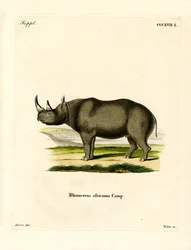 Rinoceronte Negro
