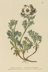 Milenrama negra (Achillea atrata)