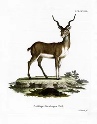 Antílope cervicapra