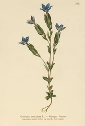 Genciana de vejiga (Gentiana utriculosa)
