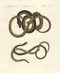 Culebras ciegas