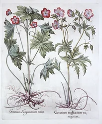 Geranio sanguíneo y geranio de raíz grande, de Hortus Eystettensis, por Basil Besler, pub. 1613