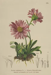 Margarita alpina azul (Aster alpinus)