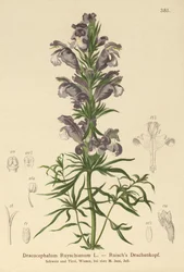 Dragón azul (Dracocephalum Ruyschianum)