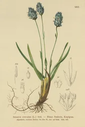 Sesleria azul (Sesleria caerulea, Sesleria uliginosa)