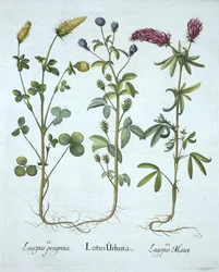 Troginella azul, trébol amarillo, trébol rojo, de Hortus Eystettensis, por Basil Besler, pub. 1613