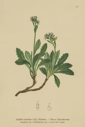 Berro azul (Arabis caerulea, Arabis coerulea)