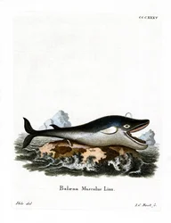 Ballena Azul