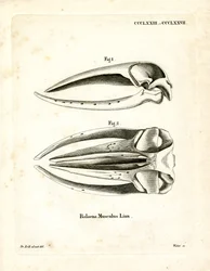 Cráneo de Ballena Azul