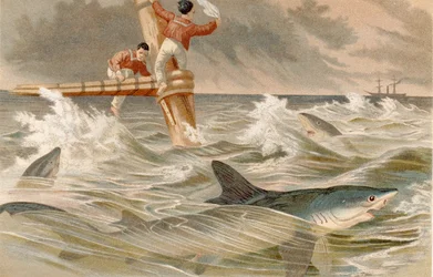 Tiburón azul, lámina de Brehms Tierleben: Allgemeine Kunde des Tierreichs, vol.8, p.438, publicado por Bibliographisches Institut, 1892