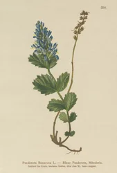 Paederota azulada (Paederota Bonarota)