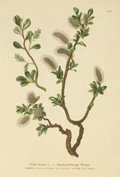 Sauce de hojas romas (Salix retusa)